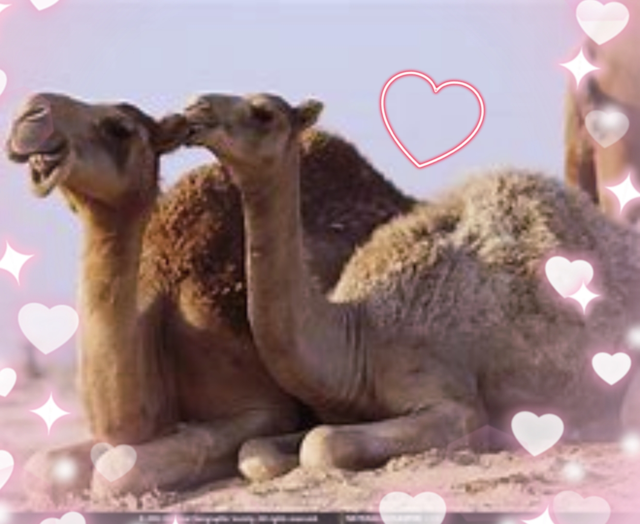 two camels